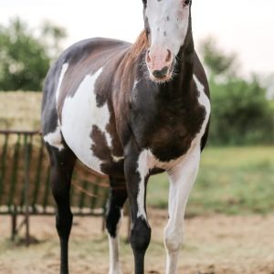 “Quit Staring “Dam of 10X World Champion AQHA/APHA Living Large & AQHA European Champion Fashionable Irons