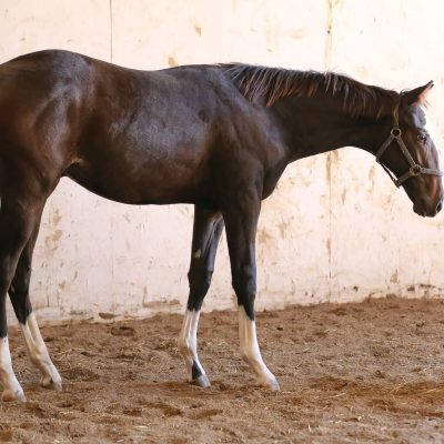 2021 colt AQHA/APHA full register by Naturally Inspiring out of Quit Staring" dam of 10X world champion Living Large  and European Champion Fashionable Irons