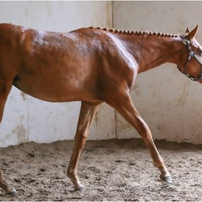 2020 "NI Naturally Spot On" sorrel filly by Naturally Inspiring out of Hidalgo Legacy AQHA/APHA (breeding stock)
