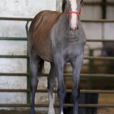 2021 gray filly AQHA/APHA full registration by Naturally Inspiring out of Hidalgo Legacy