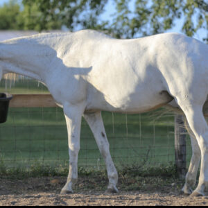 DGS INDYVINCEABLE
A.K.A. "Cover Girl"
2005 AQHA Gray Mare
Sire: Indian Artifacts 
Dam: Sky Blue Blood
Point and world show producer