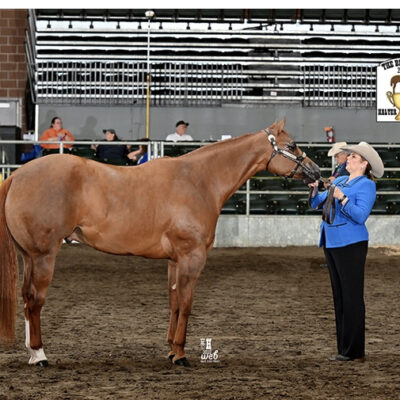 Update Dewey was 3rd in the 2 yr old geldings at the Breeders Halter Futurity 2020 Oh So Premo by PF Premo out of MTK Bob Barann Had a great time at the Breeders Halter Futurity great run show like always PF Premo colt OH SO PREMO out of MTK Bob Barann he picked up checks in the following classes
Open Jr weanling Stallions 
DIY Weanling Stallions
Amateur Jr Stallions
